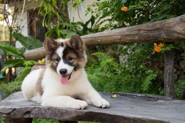 Cão Bangkaew Tailandês: coisas para saber