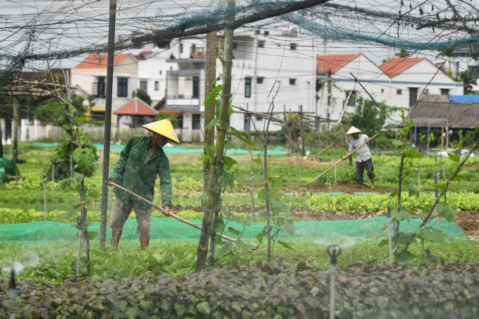 Aldeia tra que hoi an vietna