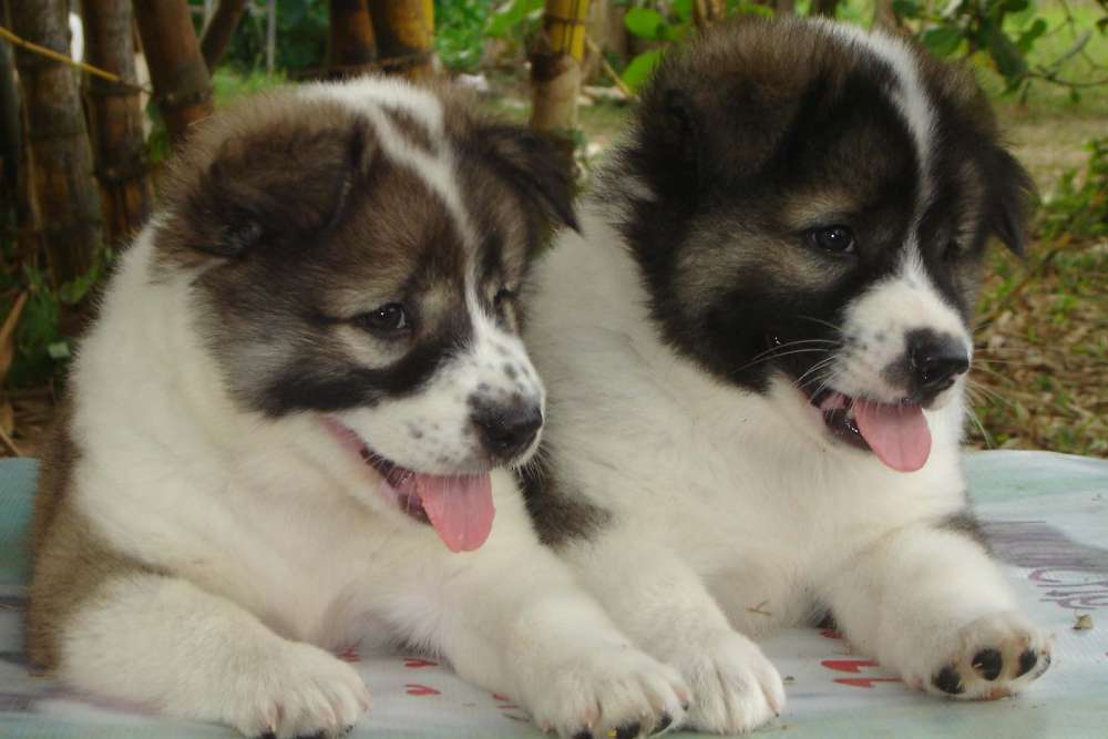 cão Bangkaew Tailandês