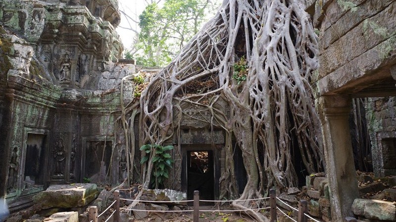 Dicas de viagem para Angkor: Ta Prohm