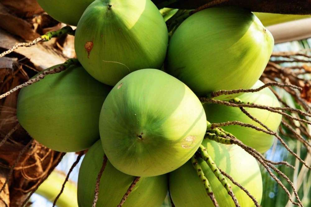 fruta tailandia coco