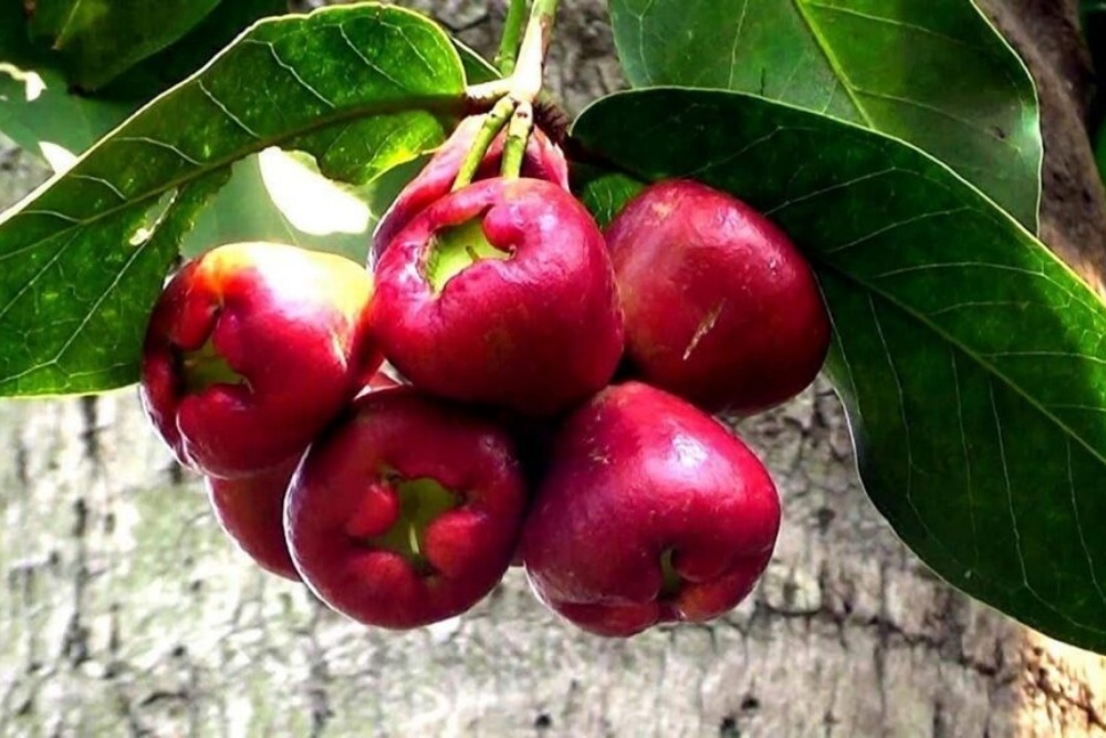 fruta tailandia maca rosa