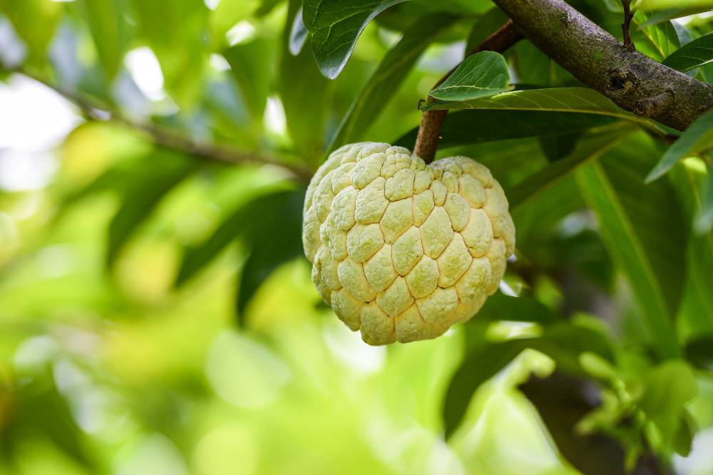 fruta vietna annona escamosa