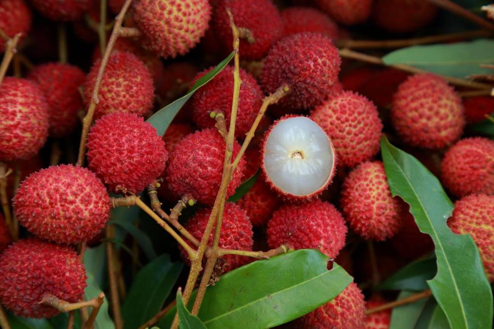 fruta vietna lichia