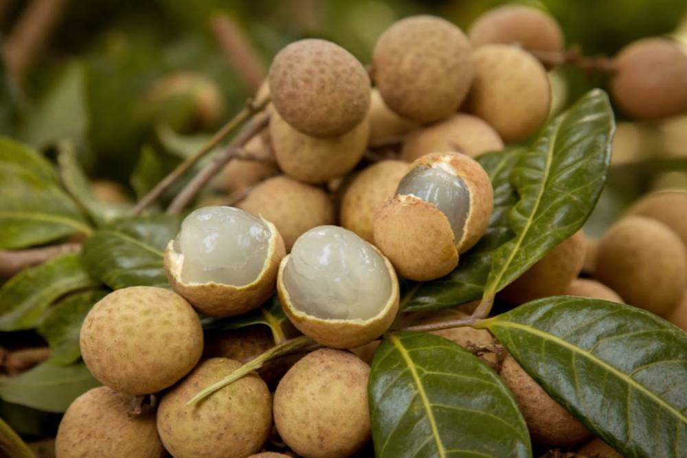 fruta vietna longan