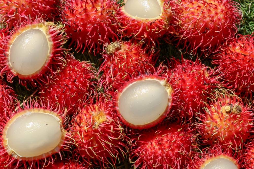 fruta vietna rambutan