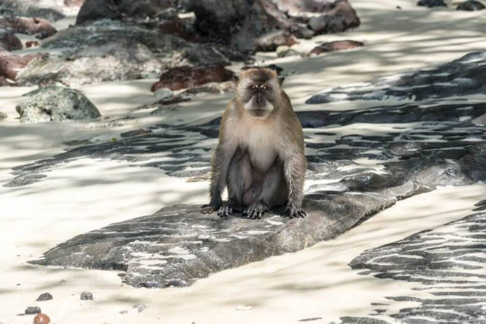 koh phi phi money beach