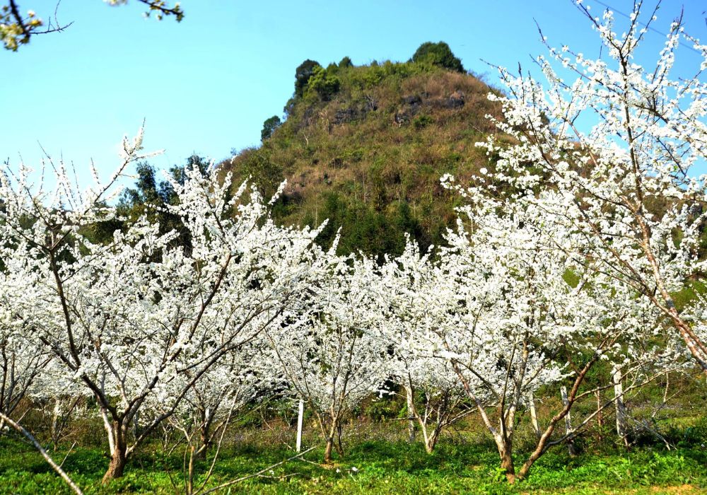 Bac Ha